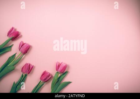Tulpen liegen auf einem schönen rosafarbenen Hintergrund. Stockfoto