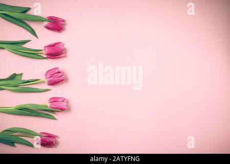 Tulpen liegen auf einem schönen rosafarbenen Hintergrund. Stockfoto