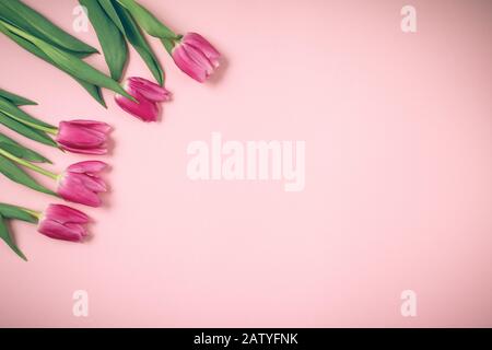 Tulpen liegen auf einem schönen rosafarbenen Hintergrund. Stockfoto