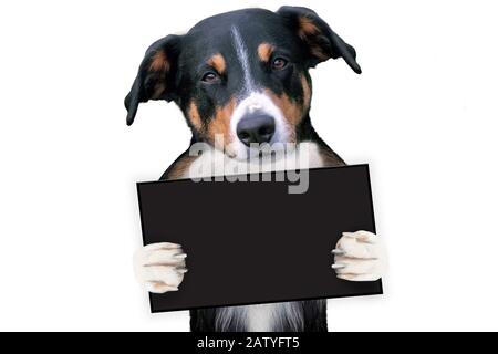 Platzhalterbanner Hund, Appenzeller Sennenhund Stockfoto