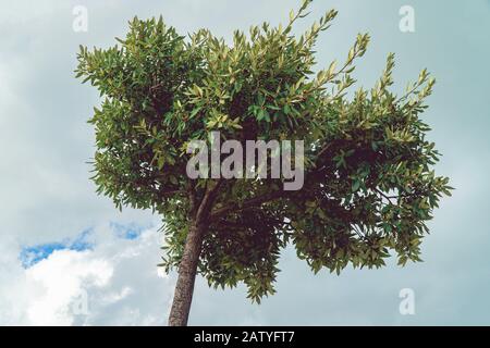 Quercus ilex oder die immergrüne Eiche über bewölktem Himmel in Piran, Slowenien Stockfoto