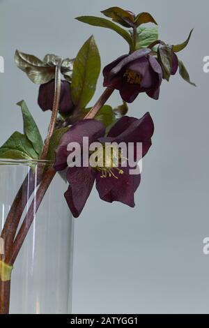 Nahaufnahme mehrerer Farben der violetten Spiralbohrung in einer Glasvase, selektiver Fokus Stockfoto