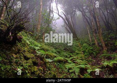 Verzauberter Wald von Pijaral, Anaga-Gebirge. Auf Den Kanarischen Inseln. Spanien Stockfoto