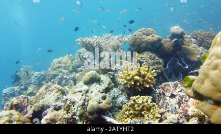 Farbenfrohe tropische Unterwasserfische, wundervolle und schöne bunte Unterwasserfische und Korallen im tropischen Riff. Leyte, Philippinen. Stockfoto