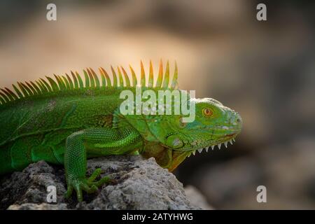 Eine große Iguana sonnen sich im Morgenlicht in Südflorida. Leguane in Florida sind eine invasive Art und haben sich dramatisch erhöht. Stockfoto