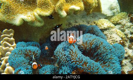 Clownfische und Seeanemonen, natürliche Symbiose. Coral Reef mit den Fischen. Tropische Unterwasserwelt meer Fische. Stockfoto