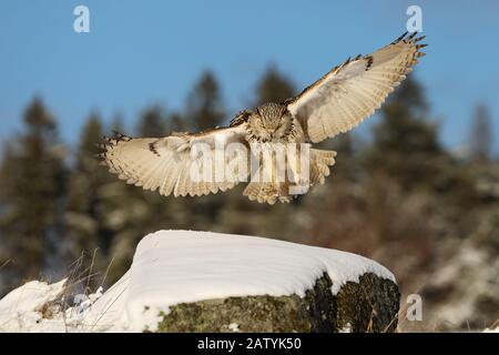 Landing Ostsibirische Adler-Eule, Bubo bubo sibiricus, auf Felsenhillock mit Schnee in wunderschönem Nachmittagslicht. Stockfoto