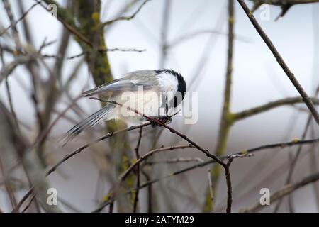 Ein kleines schwarzes gekapptes Kicheree isst, während es in Hauser, Idaho, in einer Perücke thront. Stockfoto