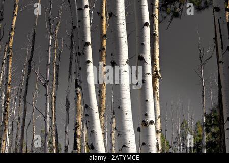 Gruppe von Silver Birch Tree trunks in einem bewaldeten Gebiet. Stockfoto