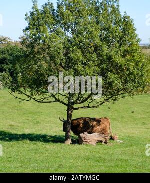 Highland Cattle, das Schatten von der heißen Sonne sucht, indem es unter einem Baum steht. Stockfoto