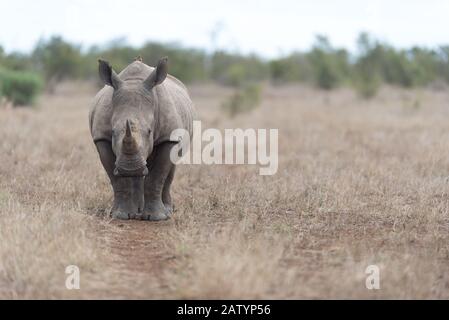 Weißes Rhino in der Wildnis Stockfoto