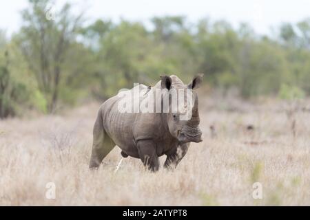 Weißes Rhino in der Wildnis Stockfoto