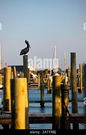 Pelican thront an einem Pier in einem Hafen Stockfoto