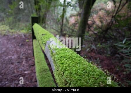 Moss an einem alten Holzzaun. Stockfoto