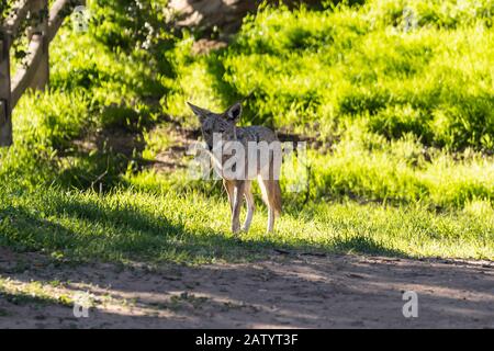 Große Kojote auf einer morgendlichen Schlägerei im Santa Susana Pass State Historic Park in der Nähe von Los Angeles und Simi Valley in Südkalifornien. Stockfoto