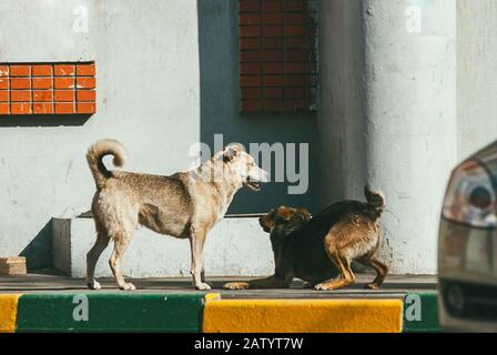 Zwei Hofhunde spielen in der Nähe der Wand einer Wohnung Gebäude Stockfoto