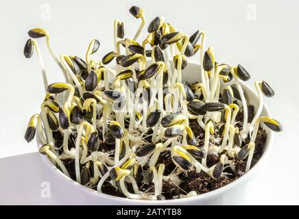 Sonnenblumen sprießen in einer weißen Schüssel. Sprosse und Mikrogrün von Helianthus annuus, der gemeinsamen Sonnenblume. Essbare Sämlinge und junge Pflanzen. Stockfoto