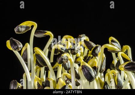 Sonnenblumensprosse im Sonnenlicht auf schwarzem Grund. Sprosse und Mikrogrün von Helianthus annuus, der gemeinsamen Sonnenblume. Essbare Sämlinge. Stockfoto