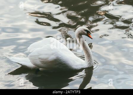 Der weiße und wunderschöne Swan schwimmt auf der Wasseroberfläche in einem Teich. Stockfoto