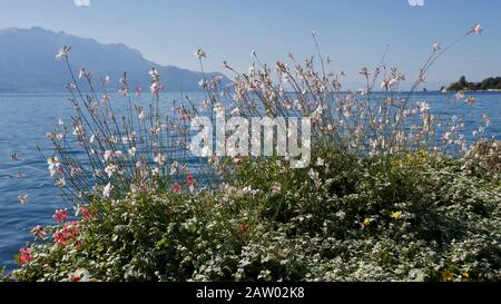 Montreux - der Genfersee Montreux ist eine Gemeinde und eine Schweizer Stadt am Ufer des Genfersee am Fuß der Alpen. Er gehört zum Landkreis Stockfoto