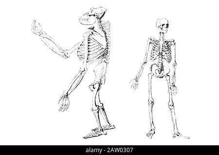 Gorilla and Human Skeleton - Gravierte Abbildung von Vettage, Vj Stockfoto