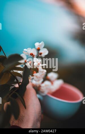 Person, die einen wunderbaren Becher und eine Blume in der Hand hält. POV-Schuss. Liebe und Hintergrundkonzept. Stockfoto