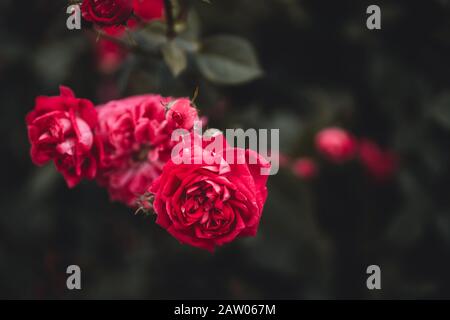 Wunderschöne rote Rosen, die sich von den grünen stacheligen Blättern abheben. Rose-Konzept. Stockfoto