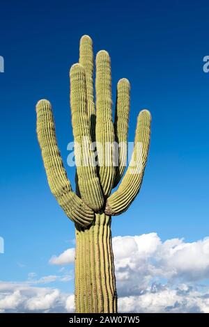 Saguaro Cactus (Carnegiea gigantea), gebürtig in der Sonoran-Wüste in Arizona. Tonto National Forest. Stockfoto
