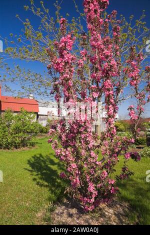 Pyrus malus 'Maypole' - Apfelbaum mit rosa Blüten und Alte Holzscheune im Hintergrund im Garten im Hinterhof Feder Stockfoto