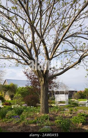 Juglans - Walnussbaum mit gemischten mehrjährigen Pflanzen, Sträuchern einschließlich weißer Narzissen unterpflanzt - Daffodils-Blumen, burschige Berberis atropurpurpurea. Stockfoto