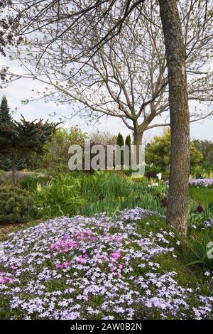 Juglans - Walnussbaum mit mauve Phlox subulata 'Moss' Blumen, Pinus mugo - Mugo Pine im Garten im Garten im Garten im Frühjahr unterpflanzt. Stockfoto