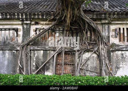 Bangkok, thailand - 2020.02.04: Die Wurzeln eines Baumes, der an und in eine Wand des Lagerhauses von Haus Nr. 1 an thanon charoen krung im Bang Rak gewachsen ist Stockfoto
