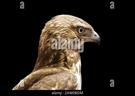 Juvenile Rotschwänze oder Buteo jamaicensis Kopf isoliert auf Schwarz Stockfoto