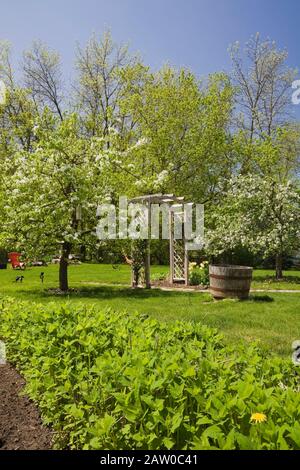 Steinweg durch hölzerne Laube zwischen zwei Malus domestica - Apfelbäume in Blüte im rustikalen Garten im Garten im Frühling Stockfoto