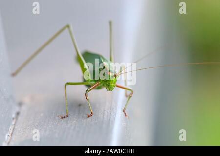 Ein Katydid- oder Busch-Kricket (Tettigoniiiden) auf einem Geländer mit Kopierraum. Stockfoto