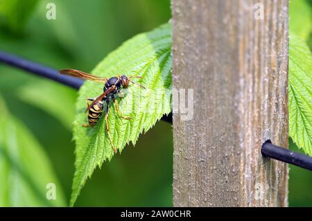 Cicada Hunter (Killer) Wasp (Sphecius speciosus) auf einem grünen Himbeerblatt in einem Heimatgarten. Stockfoto