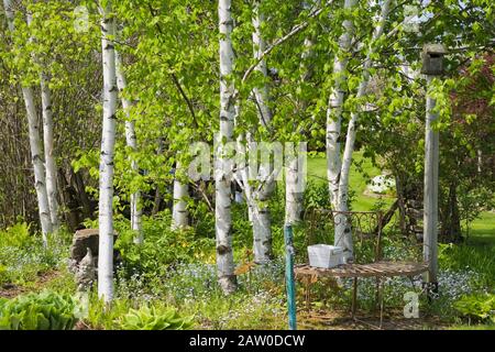 Grenze mit brauner Metallgitterbank, Betula - Birchbäume und Hosta-Pflanzen im Garten im Frühjahr. Stockfoto