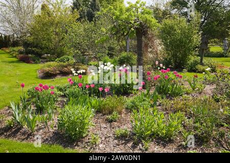 Rosa und weiß Tulipa - Tulpenblüten in Mulchborder Im Garten im Garten im Frühling Stockfoto