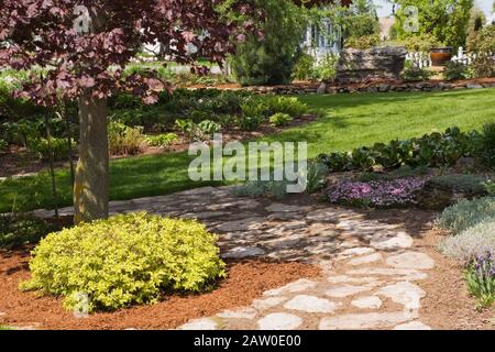 Steinplatten Pfade und Grenzen mit Spiraea japonica 'Gold Mound' - Spirea Strauch unter einem Acer - Ahorn vor Hof Landgarten im Frühjahr Stockfoto