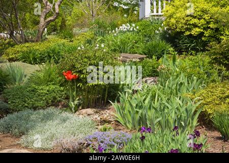 Grenze mit lila Iris und roten Tulipa gepflanzt - Tulpenblüten, Pflanzen und Sträucher im Vorgarten Landgarten im Frühjahr Stockfoto