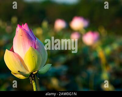 Die Blume des heiligen lotos in Kambodscha Stockfoto