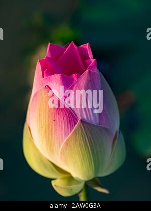 Die Blume des heiligen lotos in Kambodscha Stockfoto