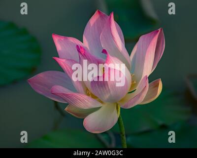 Eine lotusblume in den Reisfeldern des ländlichen Kambodschas Stockfoto