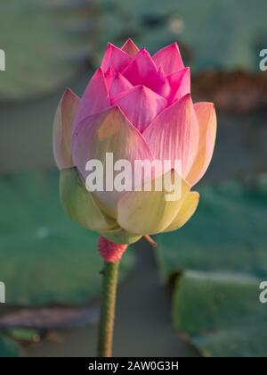 Eine lotusblume in den Reisfeldern des ländlichen Kambodschas Stockfoto