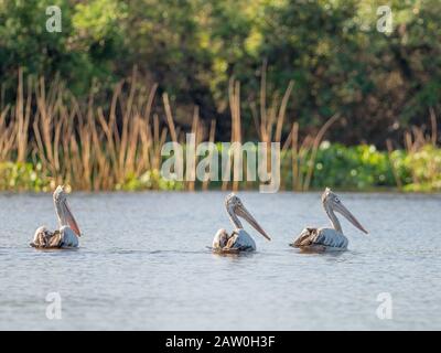 Der Pelikan Pelican Pelecanus philippensis wurde im Prek Toal Reservat am Tonle Sap See in Kambodscha ausgestellt Stockfoto