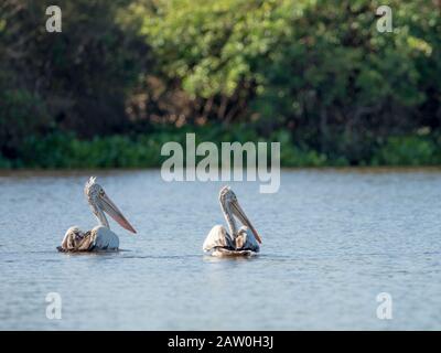 Der Pelikan Pelican Pelecanus philippensis wurde im Prek Toal Reservat am Tonle Sap See in Kambodscha ausgestellt Stockfoto
