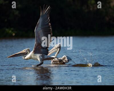 Der Pelikan Pelican Pelecanus philippensis wurde im Prek Toal Reservat am Tonle Sap See in Kambodscha ausgestellt Stockfoto