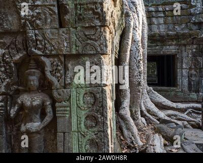 Der erstaunliche Dschungeltempel von Ta Prohm in der Nähe von Siem Reap Kambodscha Stockfoto