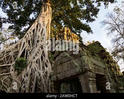 Der erstaunliche Dschungeltempel von Ta Prohm in der Nähe von Siem Reap Kambodscha Stockfoto