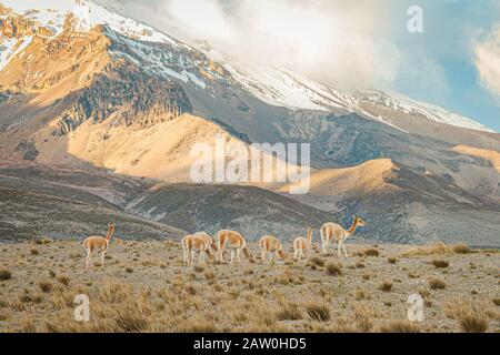 vicuñas in El Chimborazo Stockfoto